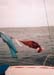 Sail.Laundry